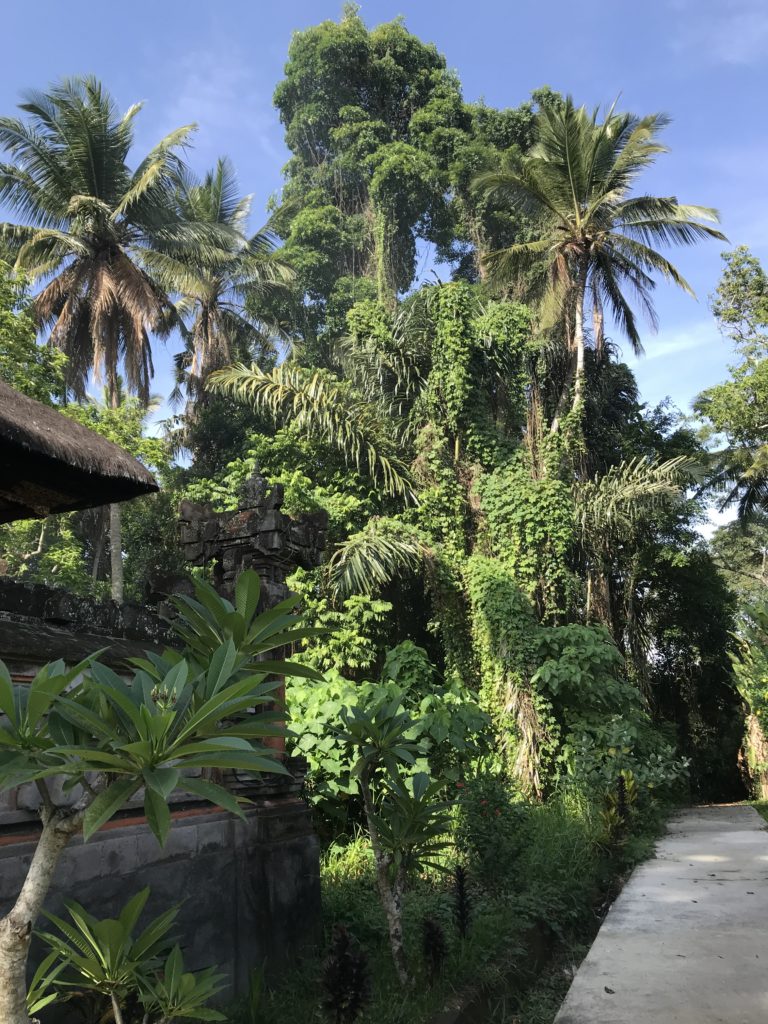 Greenery in Ubud