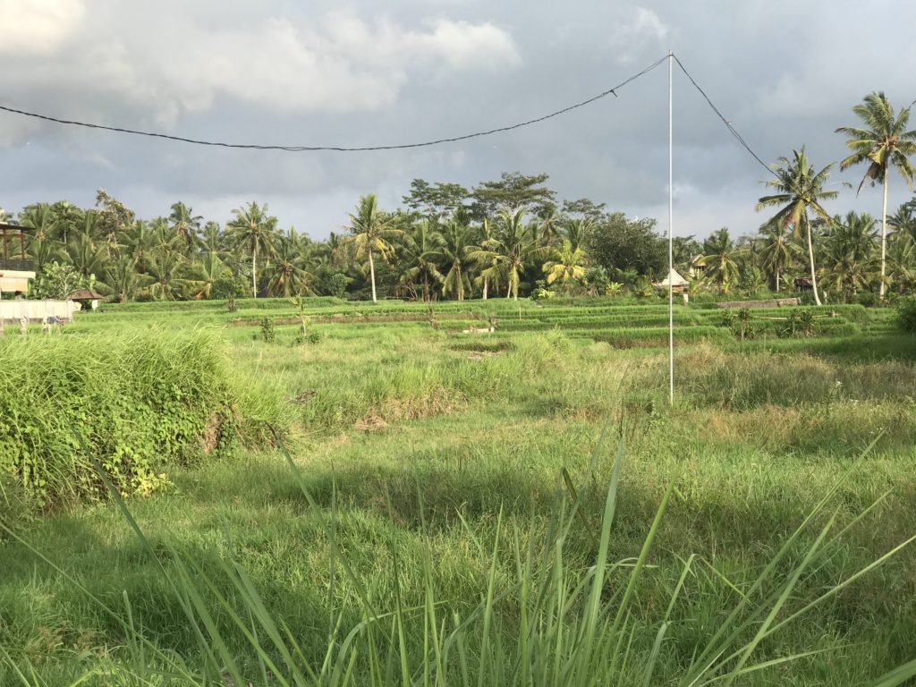 Rice Padi Fields 