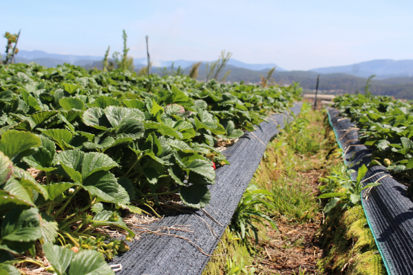 Vườn dâu Tùng Nguyên - Strawberry Farm Tung Nguyen